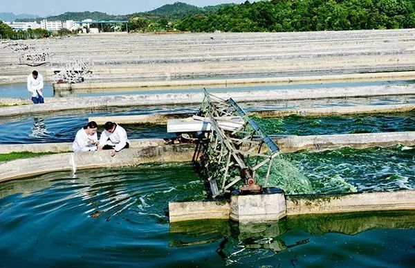 微藻污水處理技術(shù)研究(圖2)